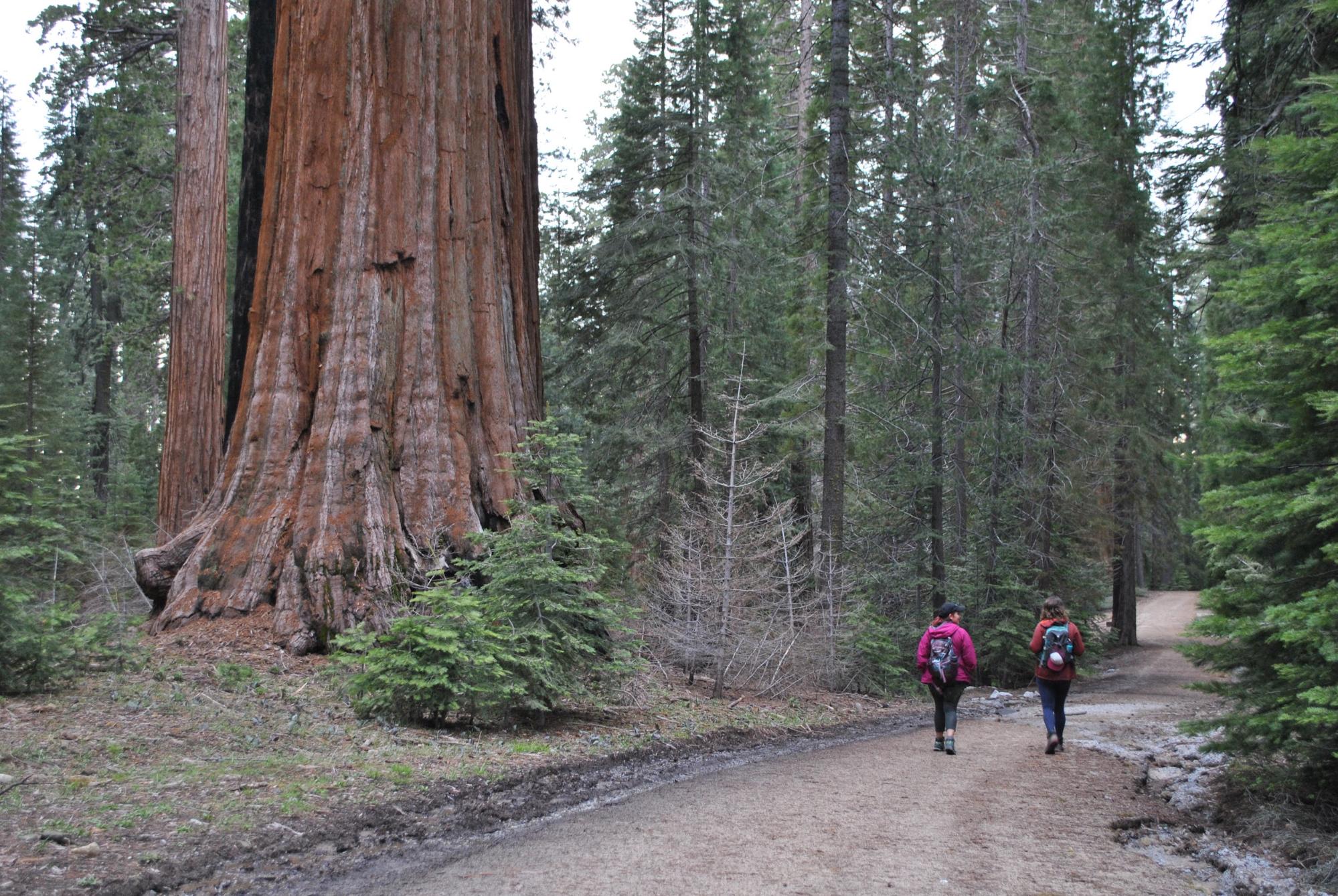 Hikers walk past majestic giant Sequoias